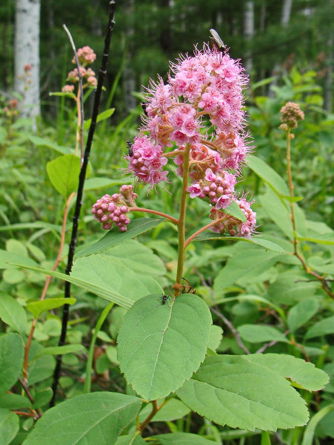 Image of Spiraea humilis specimen.