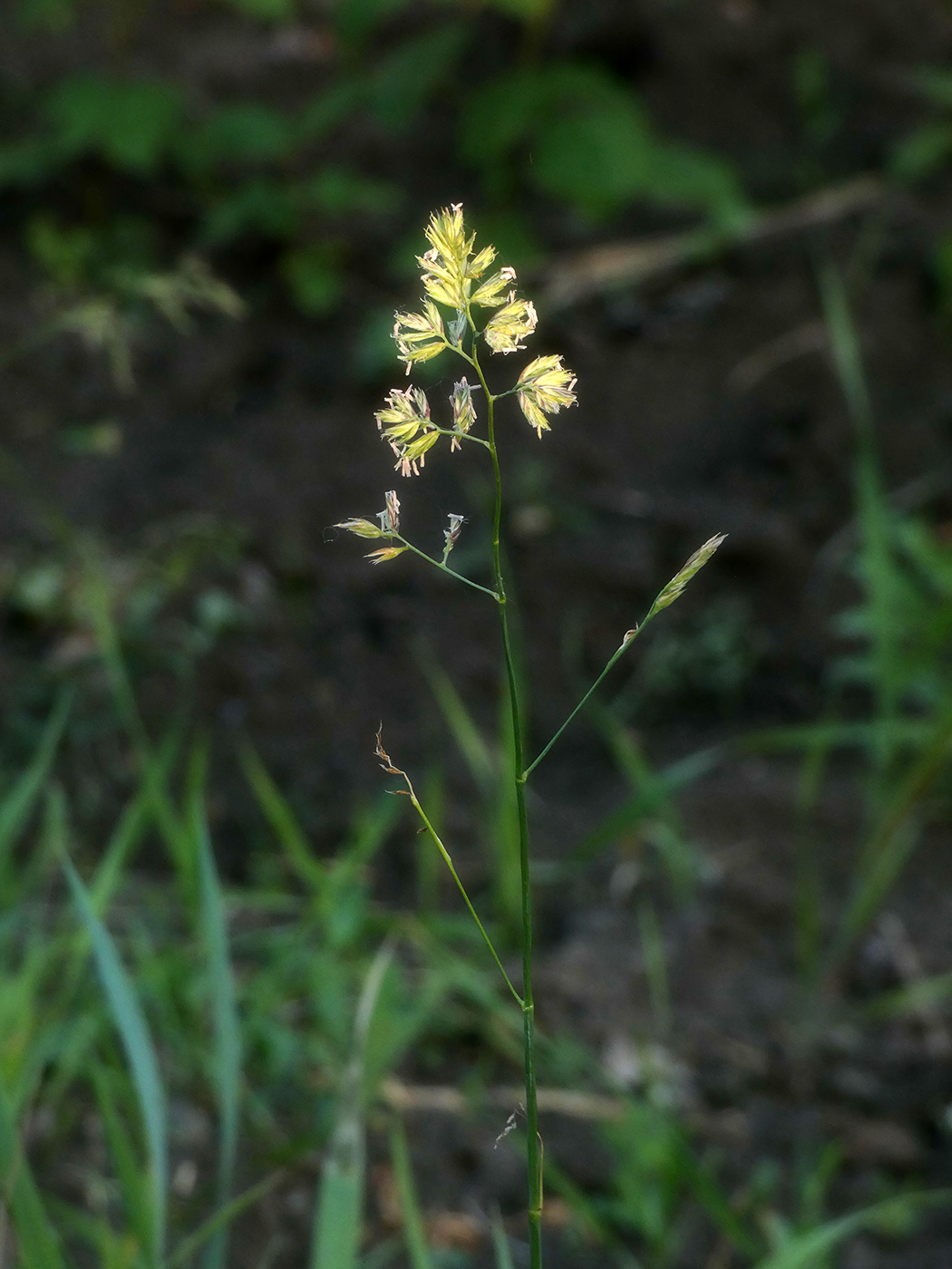 Изображение особи Dactylis glomerata.