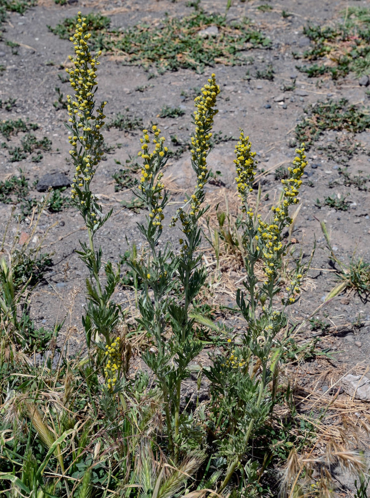 Image of genus Artemisia specimen.