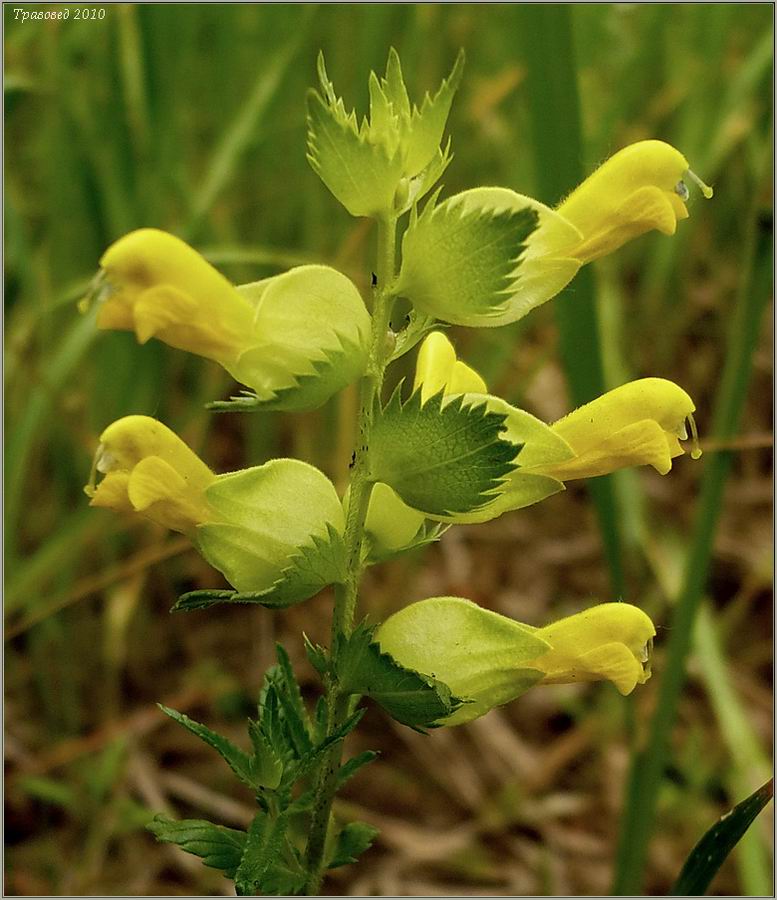 Изображение особи Rhinanthus vernalis.