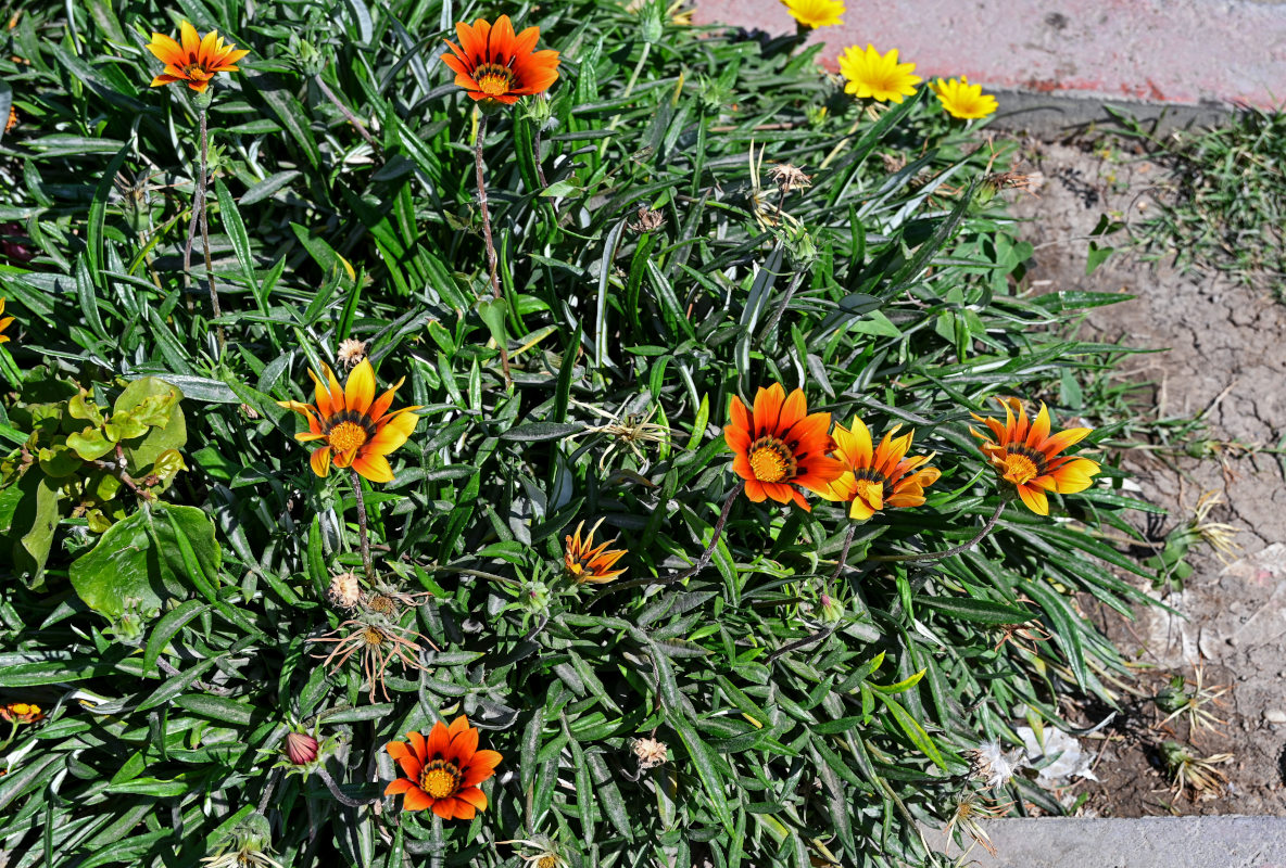 Изображение особи Gazania &times; hybrida.