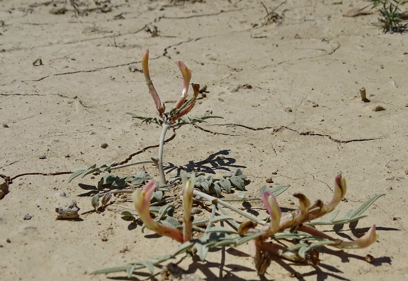 Image of Astragalus erioceras specimen.