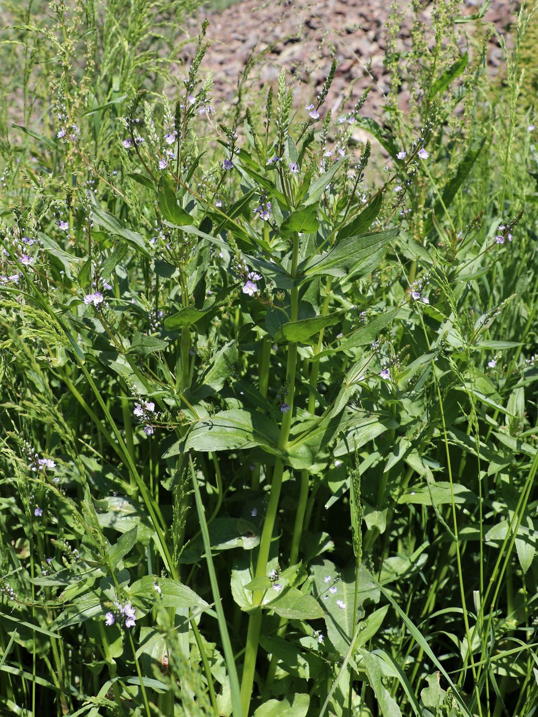 Image of Veronica anagallis-aquatica specimen.