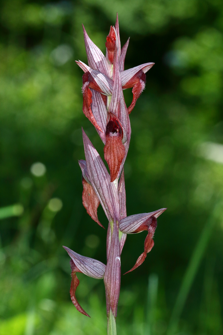 Image of Serapias orientalis ssp. feldwegiana specimen.