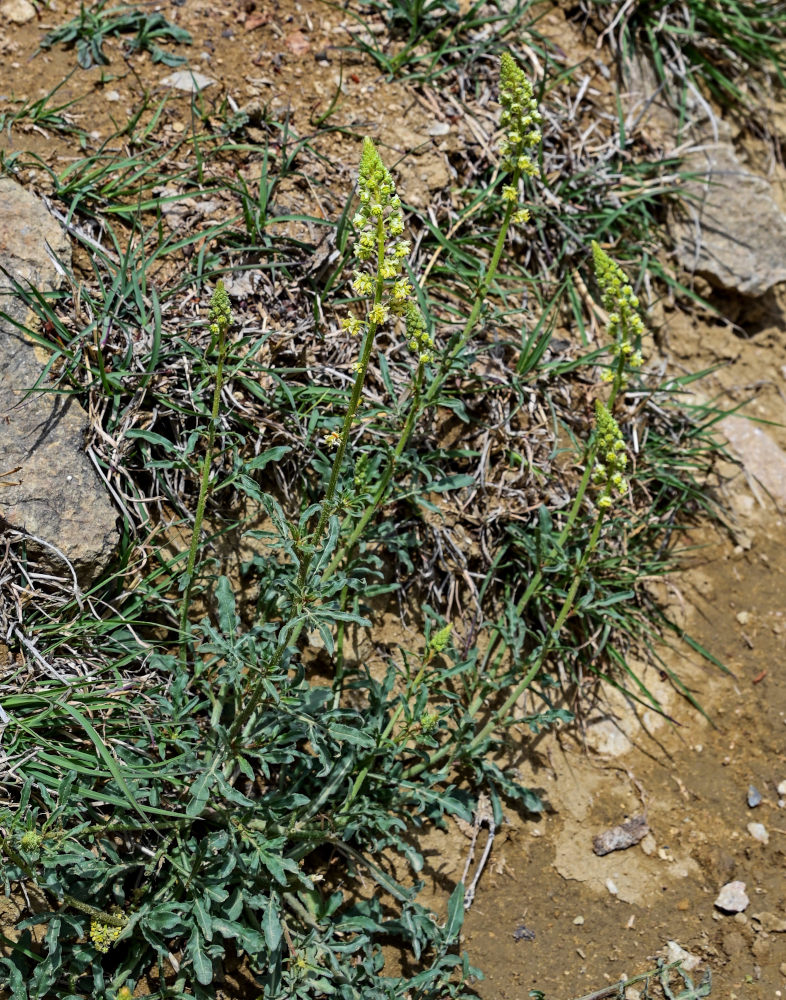 Изображение особи Reseda lutea.