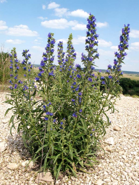 Изображение особи Echium vulgare.