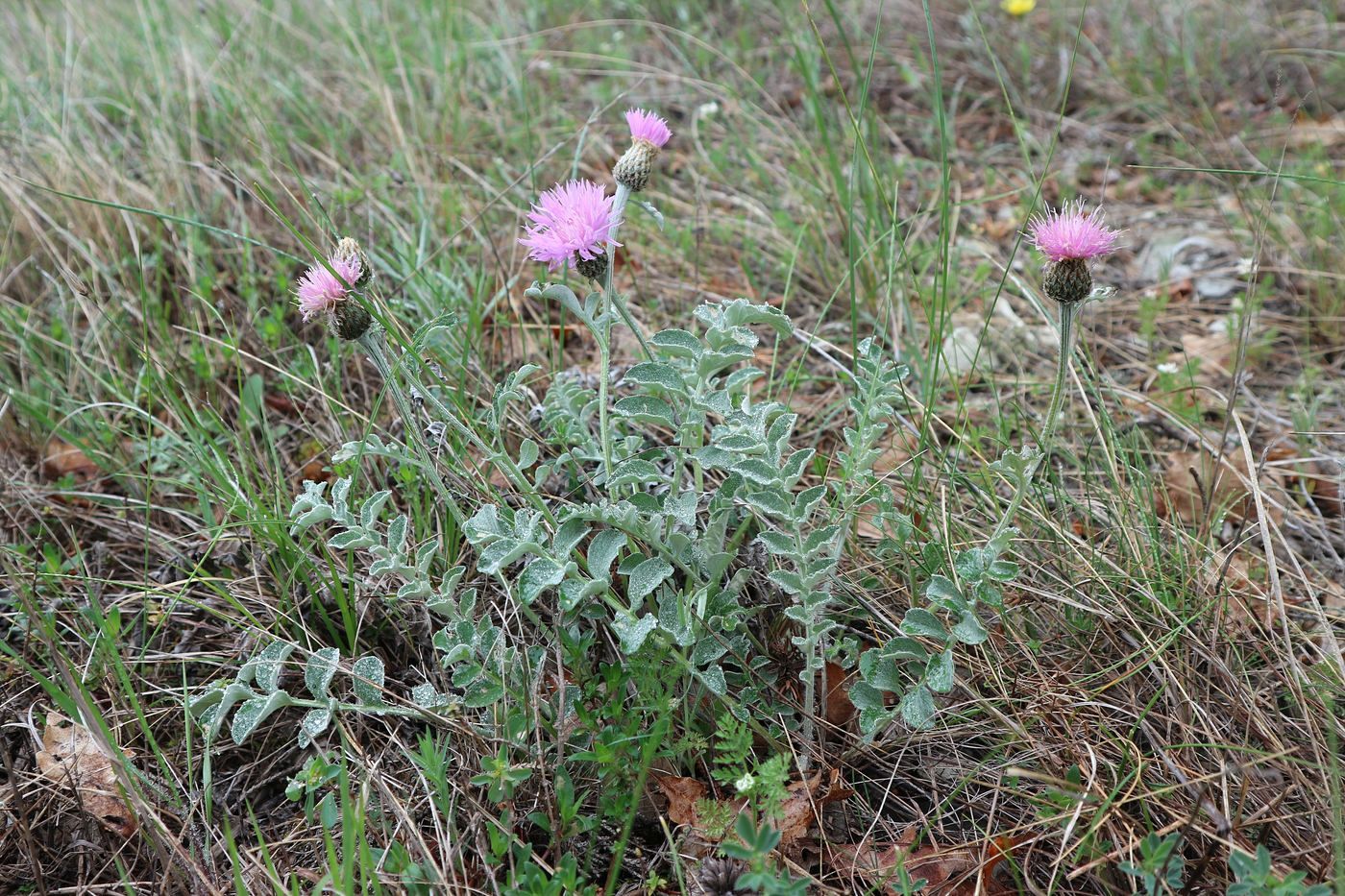 Изображение особи Psephellus declinatus.