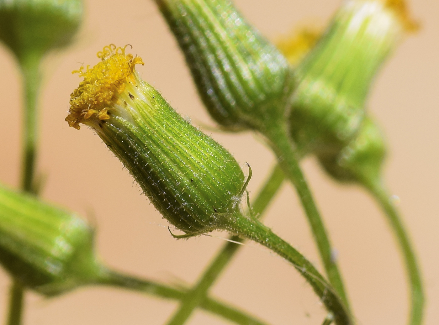 Image of Senecio lividus specimen.