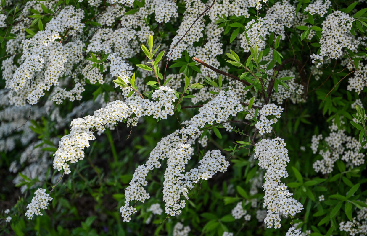 Изображение особи Spiraea &times; cinerea.