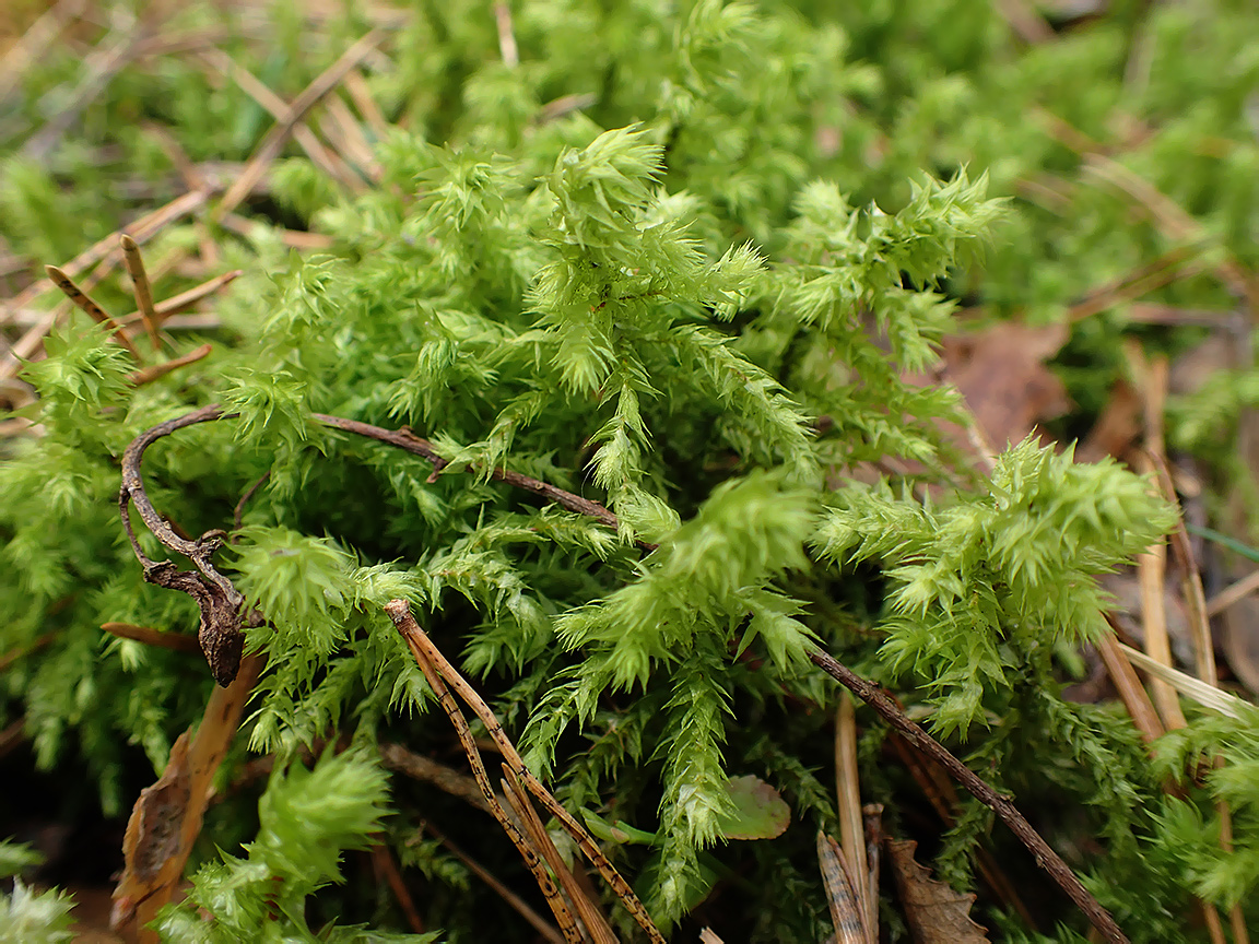 Image of Rhytidiadelphus triquetrus specimen.