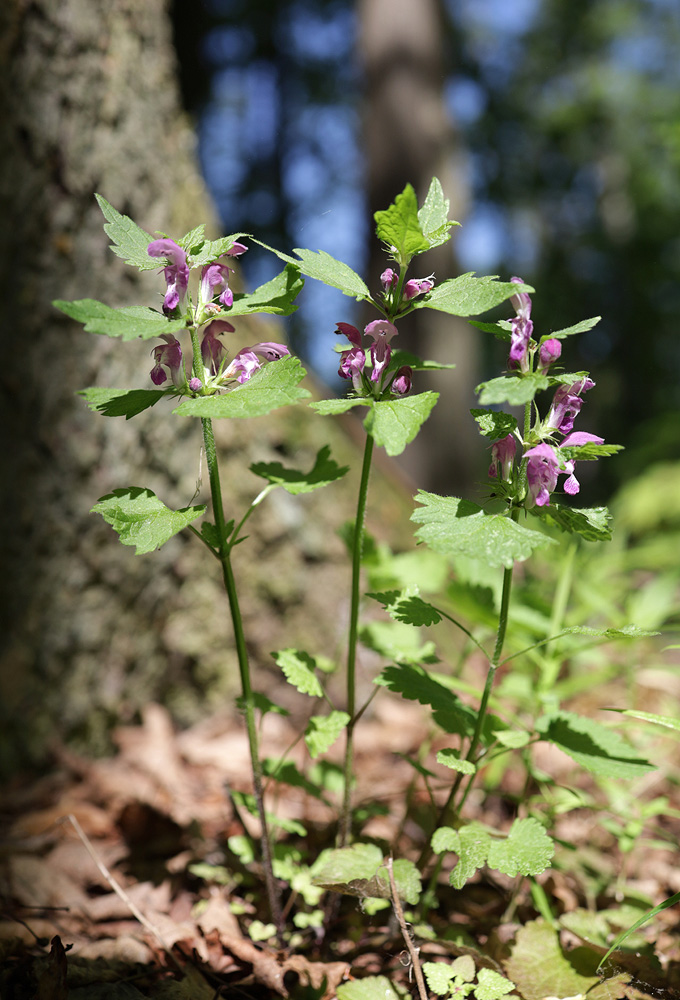 Image of Lamium maculatum specimen.