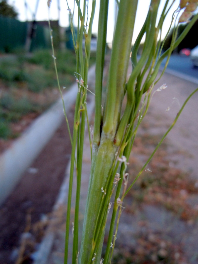 Image of Sorghum saccharatum specimen.