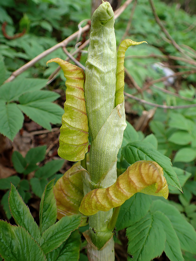 Изображение особи Reynoutria sachalinensis.