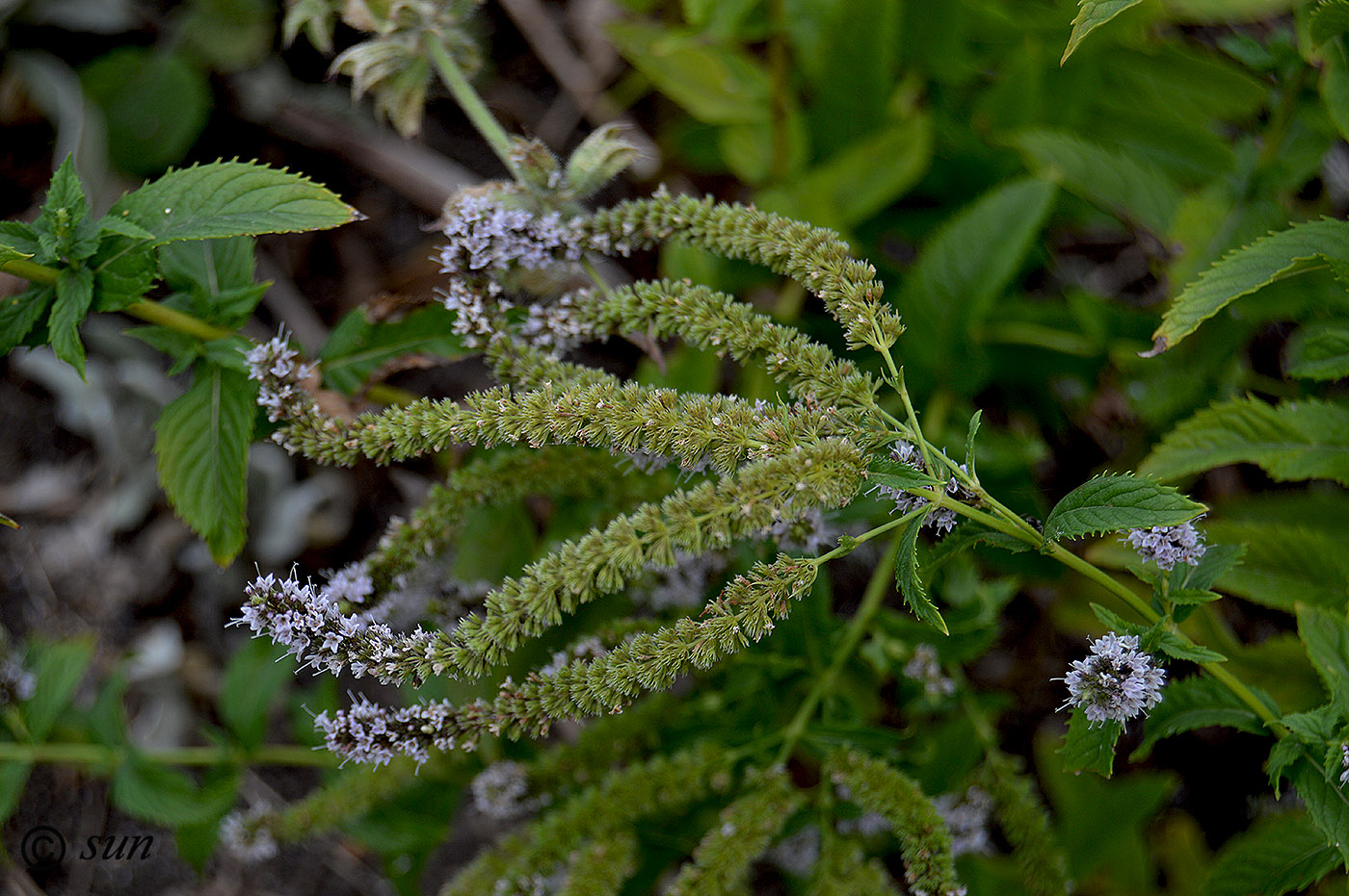 Image of Mentha spicata specimen.