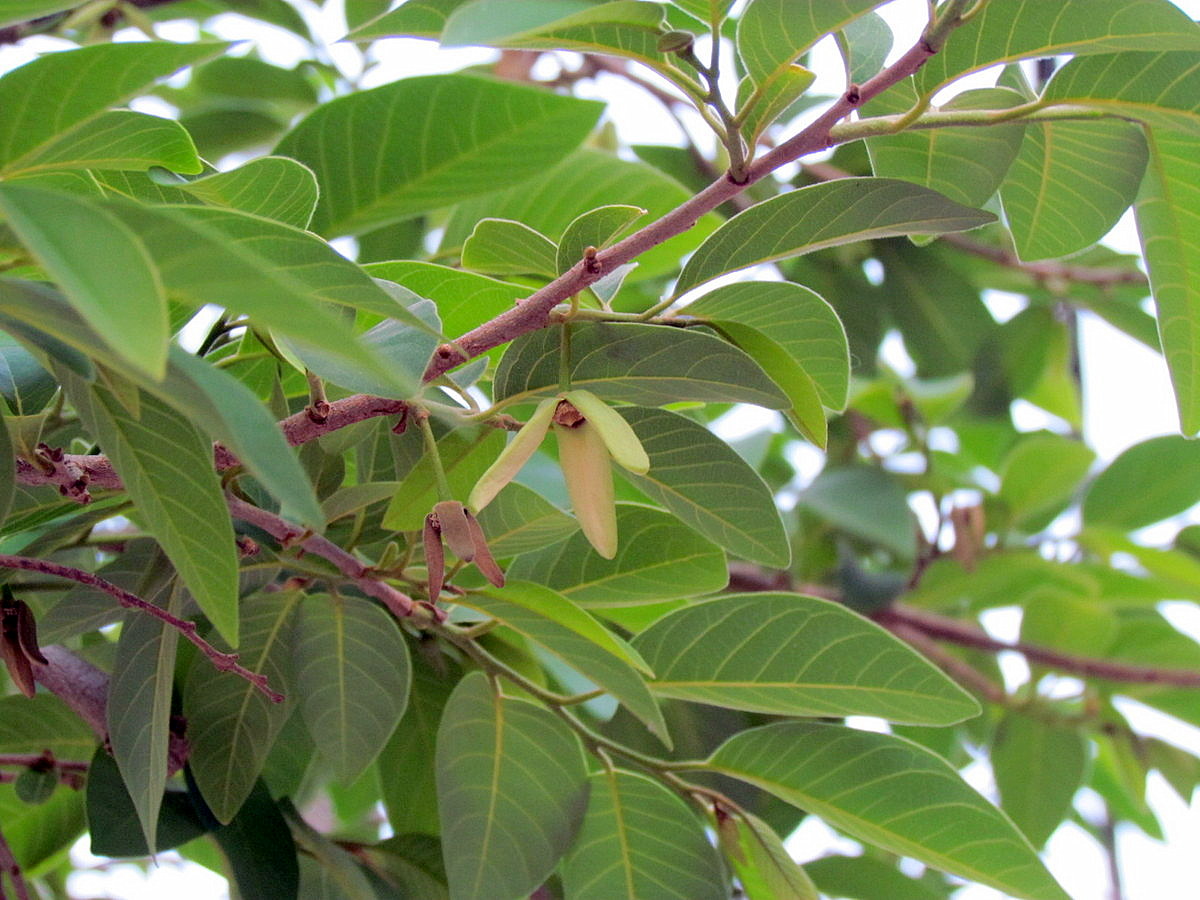 Изображение особи Annona squamosa.