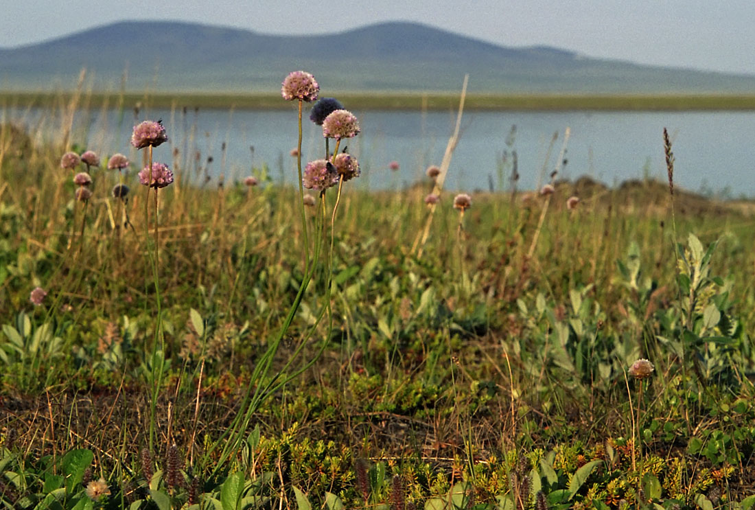 Изображение особи Armeria scabra.