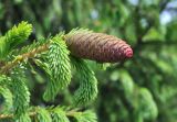 Picea obovata