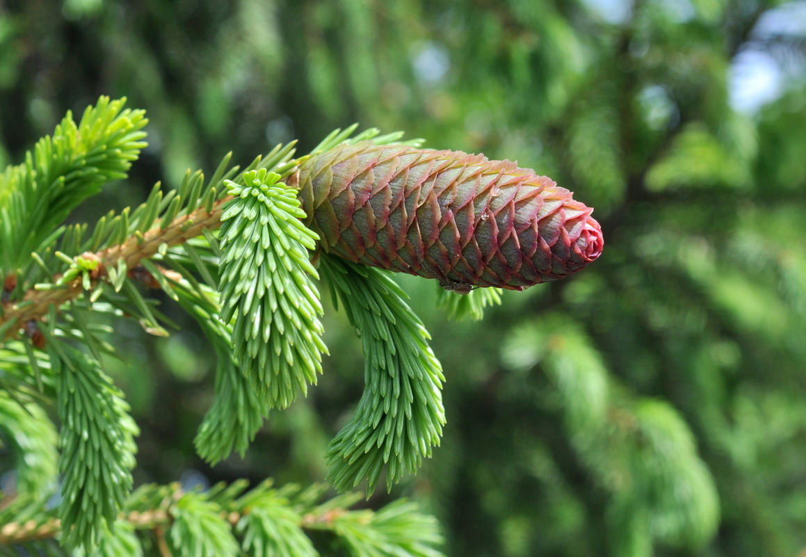 Изображение особи Picea obovata.