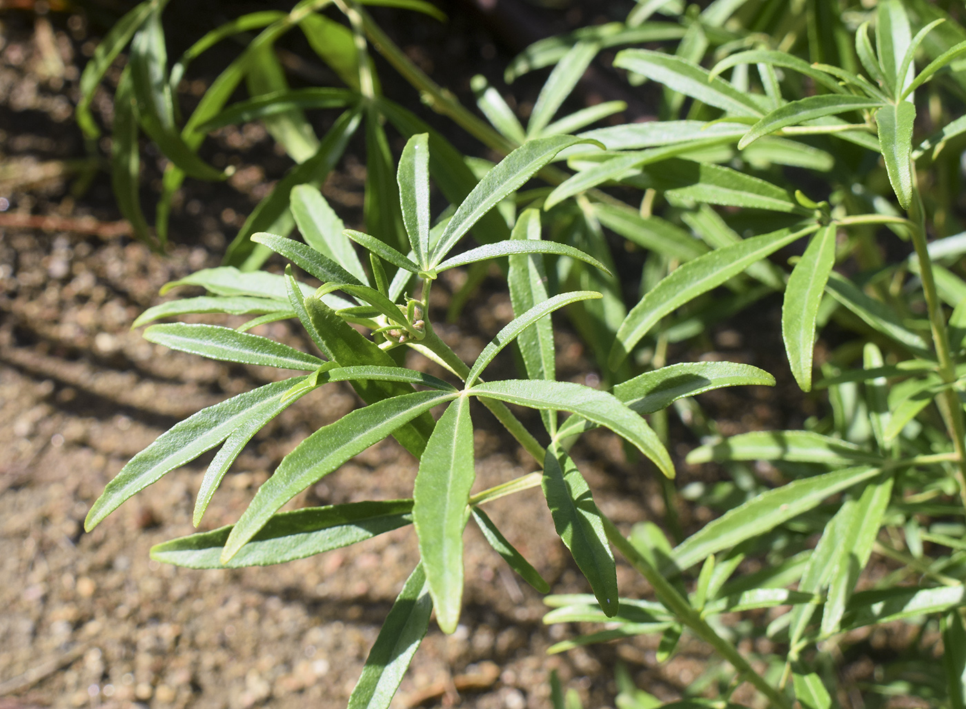 Image of genus Choisya specimen.