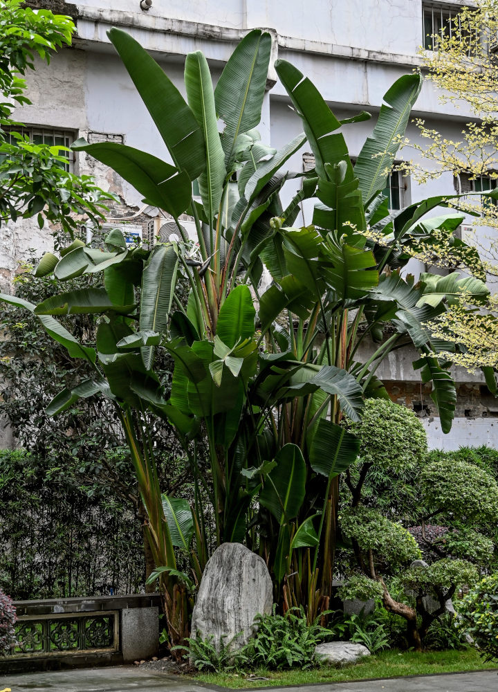 Изображение особи Strelitzia nicolai.