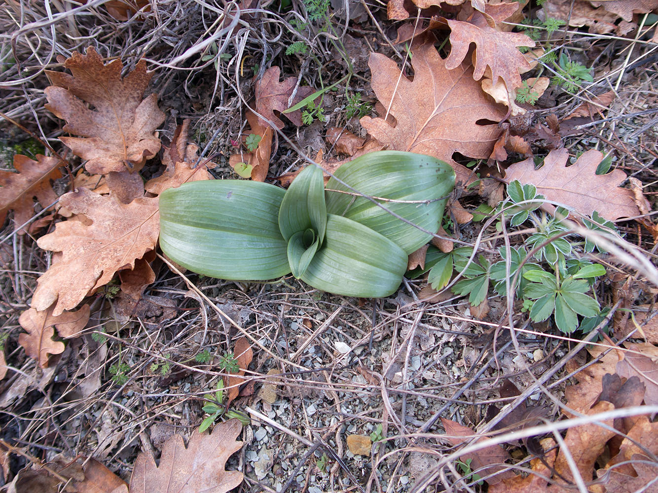 Image of familia Orchidaceae specimen.