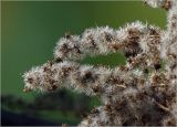 Solidago canadensis. Часть созревших соплодий. Московская обл., Раменский р-н, окр. дер. Хрипань, садовый участок. 21.09.2024.