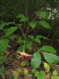 Paeonia obovata