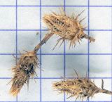Смотреть изображение Centaurea diffusa