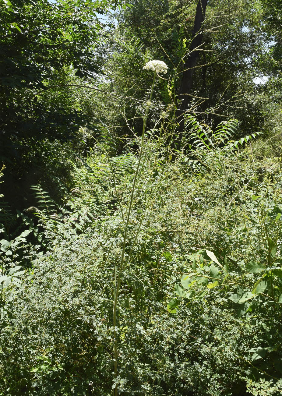 Image of Daucus carota specimen.