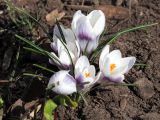 Crocus chrysanthus. Растение с распускающимися цветками (культивар 'Prins Claus'). Ульяновск, Заволжский р-н, цветник у жилого дома. 30.03.2025.