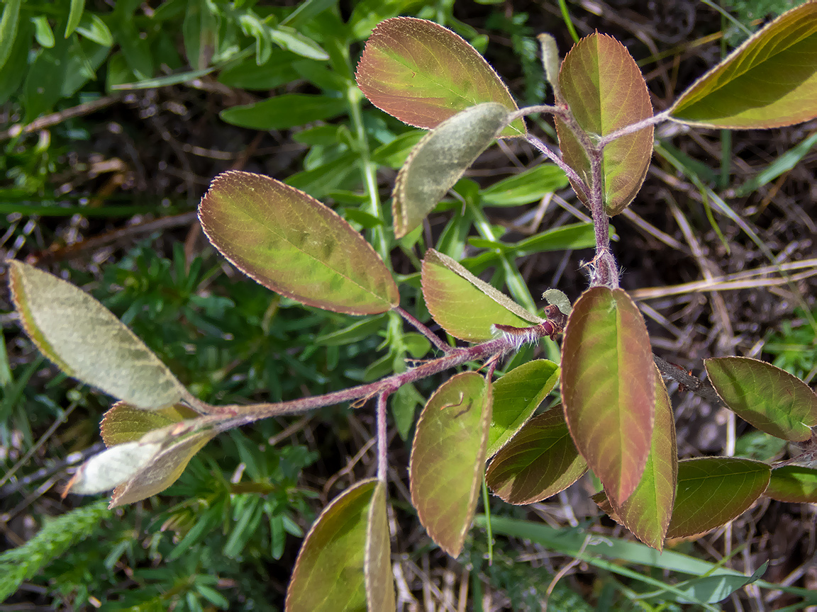 Image of Amelanchier spicata specimen.