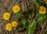 Смотреть изображение Caltha palustris