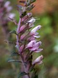 Смотреть изображение Odontites vulgaris