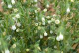 Смотреть изображение Onosma setosa