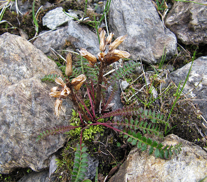 Image of Pedicularis oederi specimen.