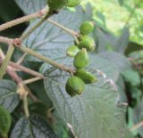 View full-size image Viburnum × rhytidophylloides