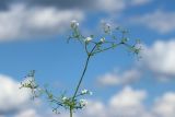 View full-size image Galium spurium