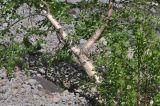 View full-size image Betula litwinowii