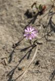 Silene colorata. Цветок. Италия, Тоскана, парк Маремма, песчаный пляж. 12.04.2011.