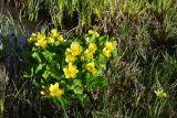 View full-size image genus Caltha