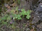 View full-size image genus Hylotelephium