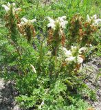 Pedicularis venusta