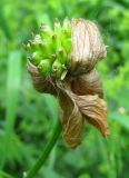 Trollius europaeus. Плод, окружённый увядшими лепестками. Ярославская обл., пос. Новый Некоуз, берег р. Ильд. 08.06.2011.