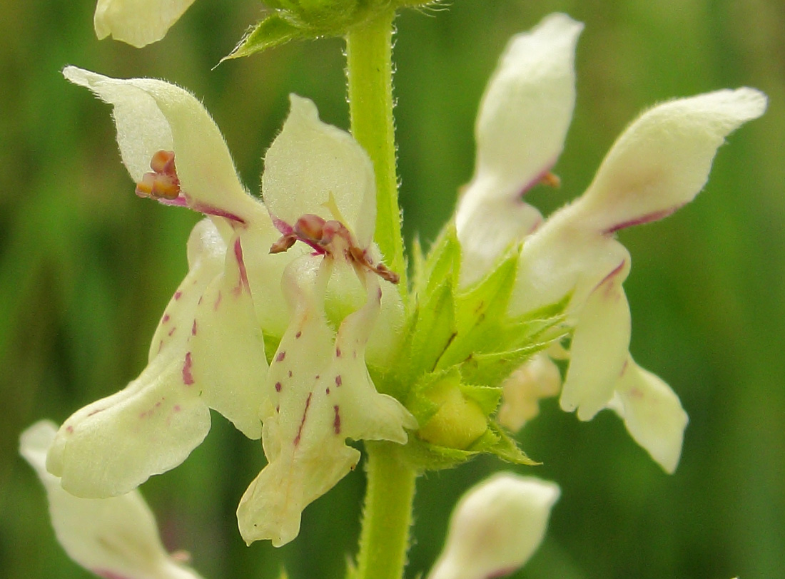 Image of Stachys recta specimen.