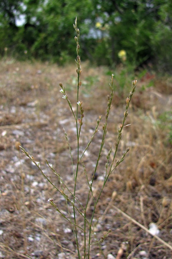 Изображение особи Bufonia parviflora.