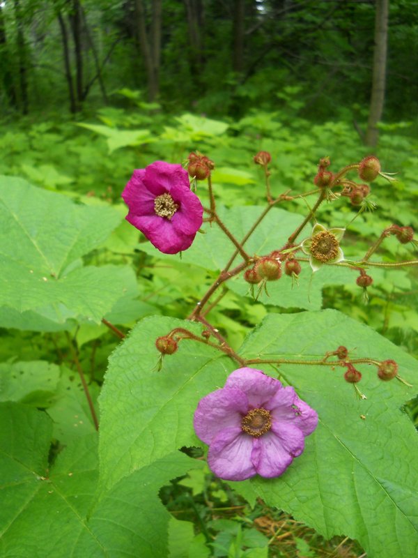 Image of Rubus odoratus specimen.