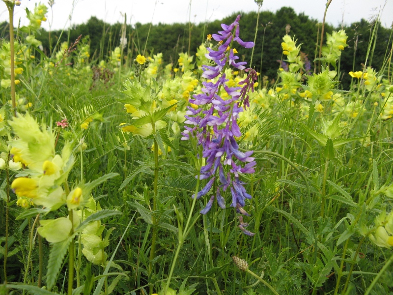 Image of Vicia tenuifolia specimen.