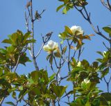 Magnolia grandiflora