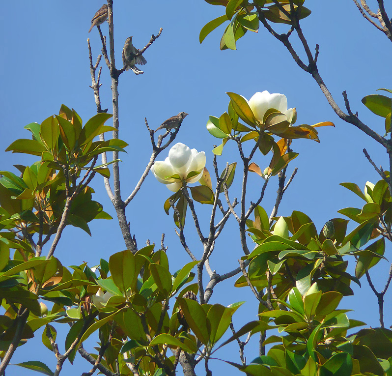 Image of Magnolia grandiflora specimen.