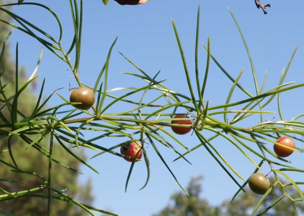 Image of Asparagus verticillatus specimen.